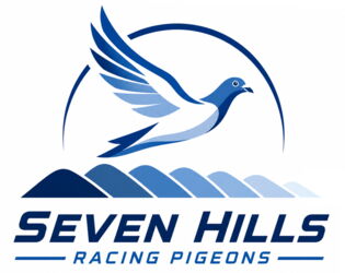 SEVEN HILLS racing pigeons